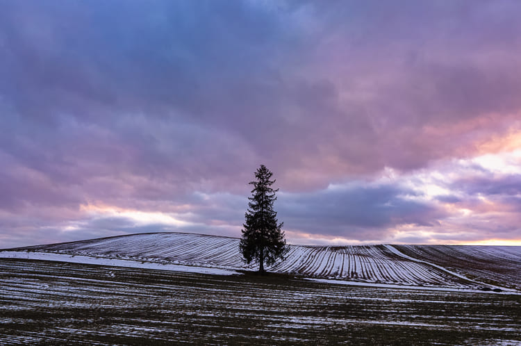 sigma 20mm f/2 елка