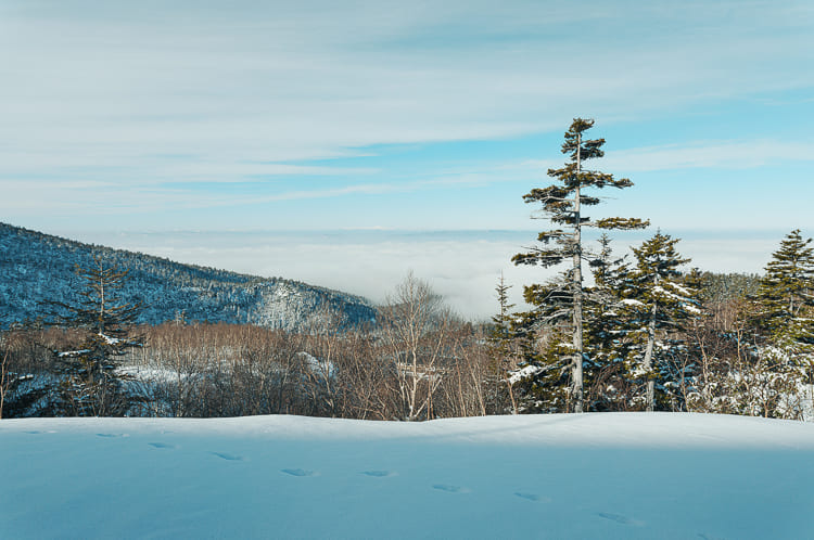 sigma 20mm f/2 деревья