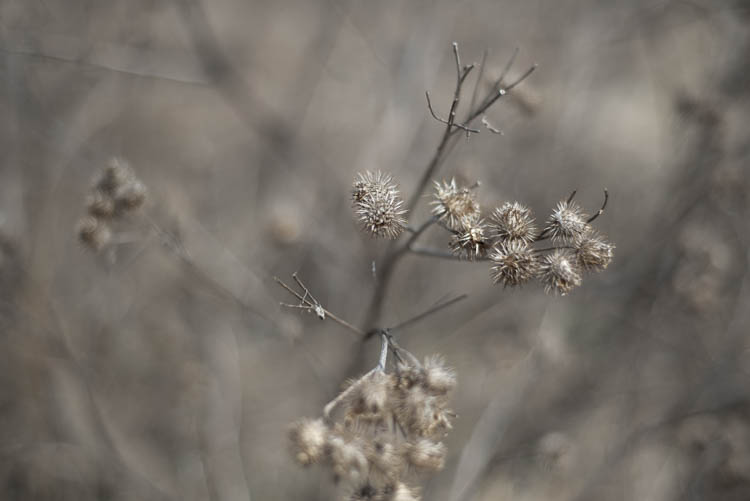 боке nikon 50mm f/1.8