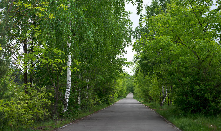 Зеленая дорога дорога через зелень