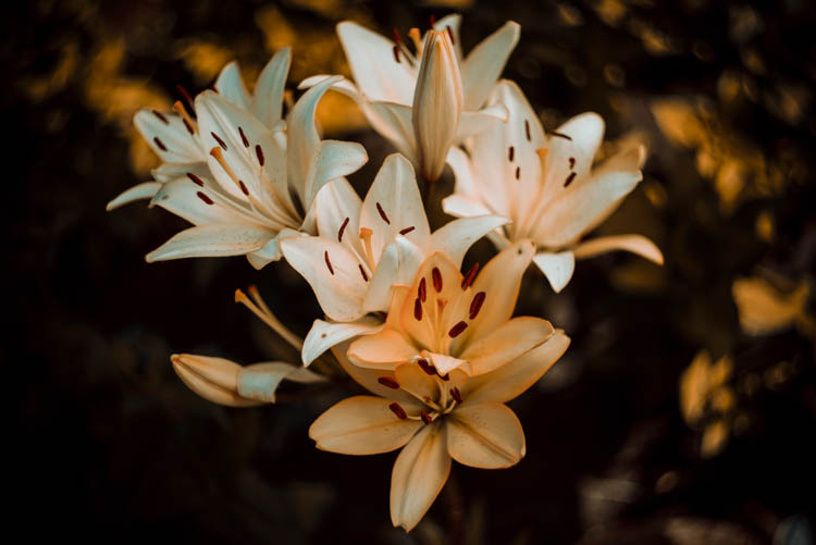 Фотография лилии, nikon D610 гелиос-44-2