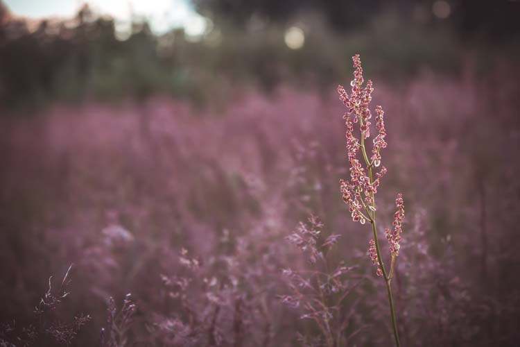 цветы canon 100d