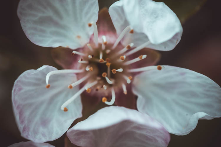 Цветок макро Tamron 90mm Macro