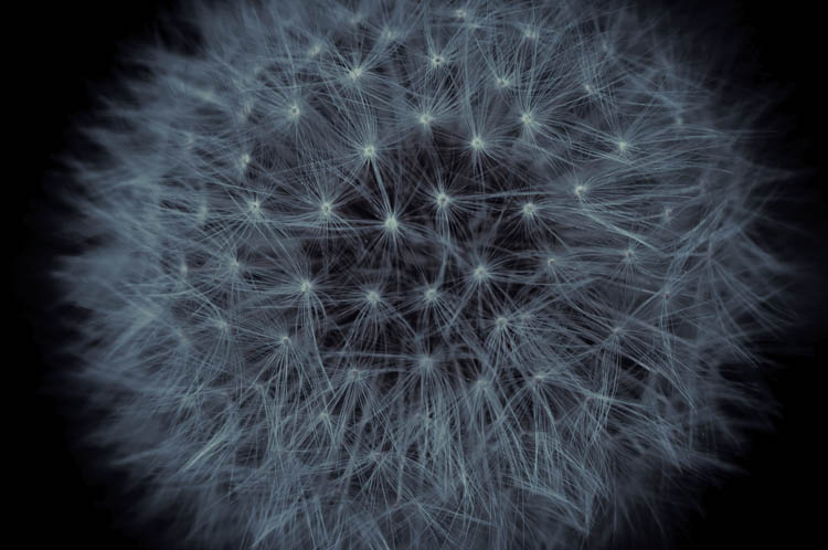 Одуванчик макро Tamron 90mm Macro