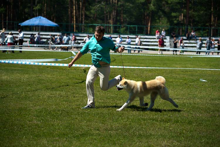 акита пробежка