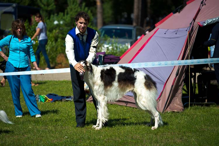 борзая выставка