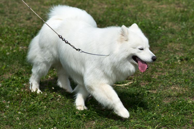 Самоед язык