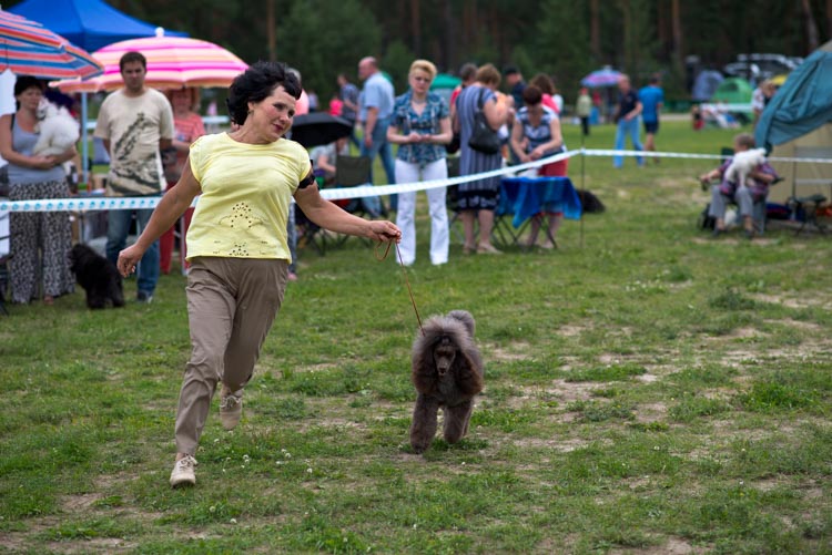 Коричневый пудель