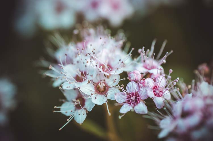 Последний кадр на Nikon D7000 и Tamron 90mm Macro