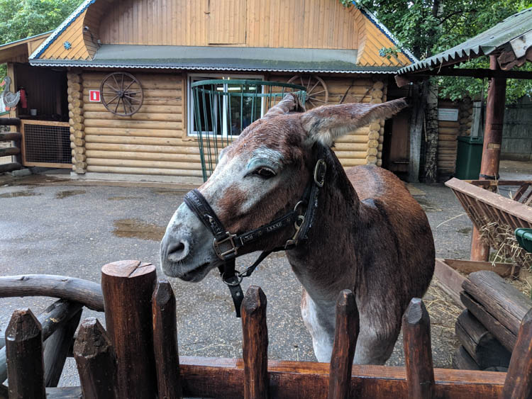 google pixel 2 фото 8