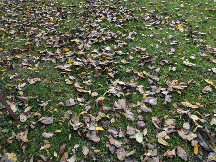 google pixel 2 фото 13