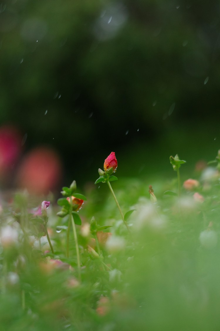 Цветы на фотографии, снятой на Sigma 50mm F1.4 CL