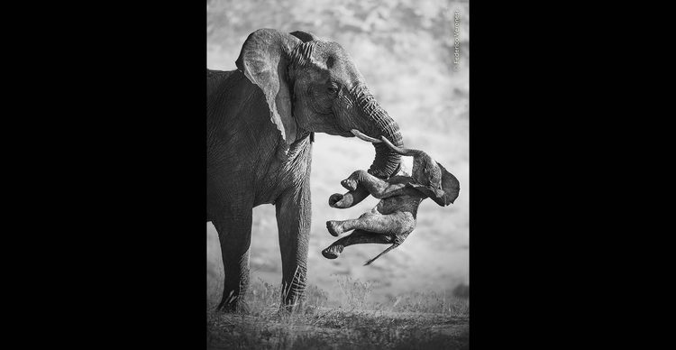 Слониха несёт погибшего детёныша — фотография Federico Veronesi «The Aftermath»