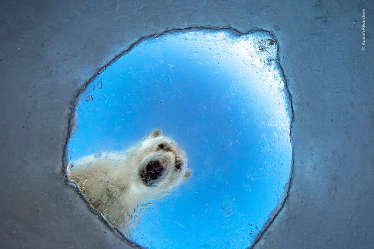 Белый медведь смотрит через отверстие во льду — Audun Rikardsen, «Icy Window»