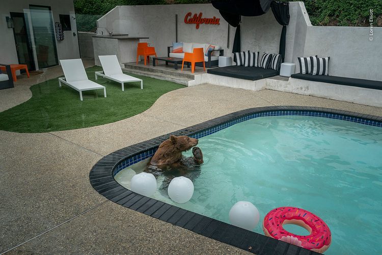 Чёрный медведь у бассейна — Loren Elliott, «Pooltime Pastime»